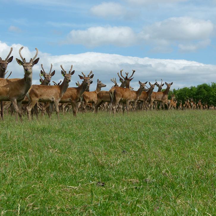 Game market on the increase thanks to Christmas venison sales