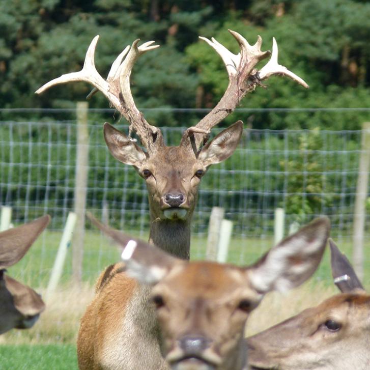 Our Farmed, Wild & Park and Organic Deer