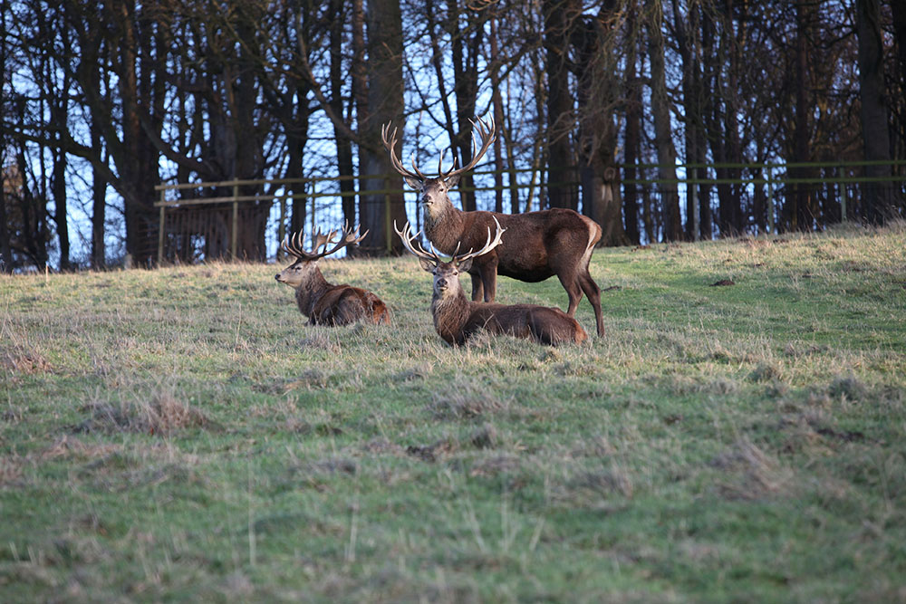 Stags Harewood House 5
