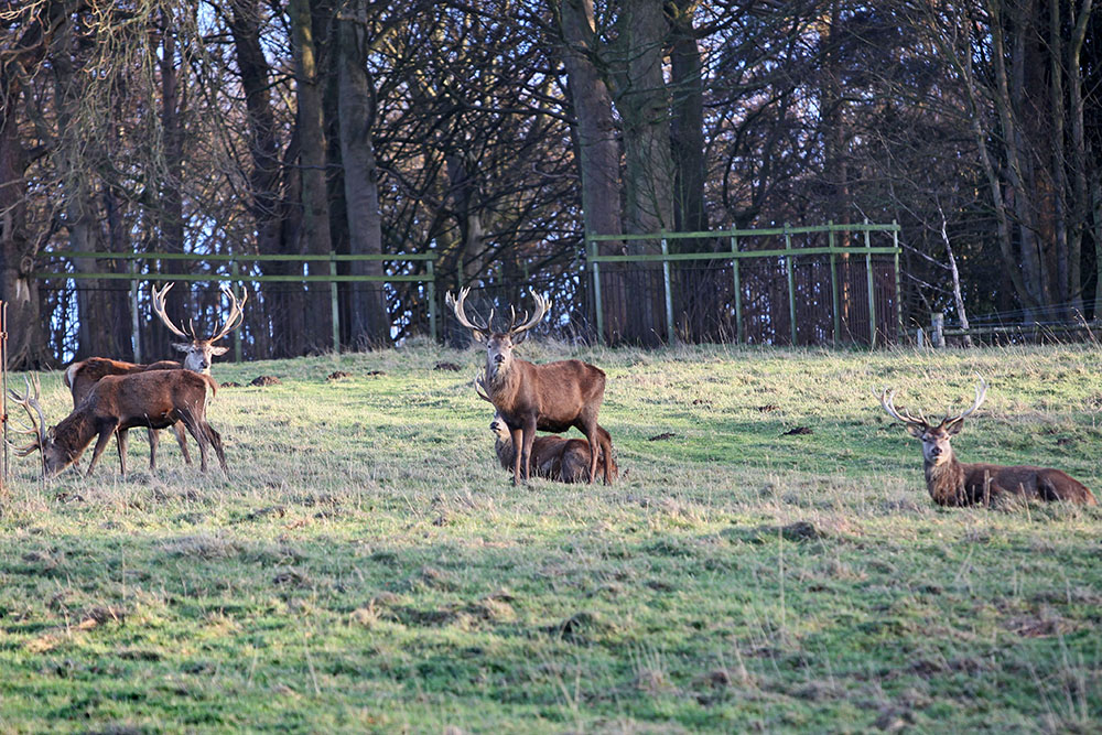 Stags Harewood House 6
