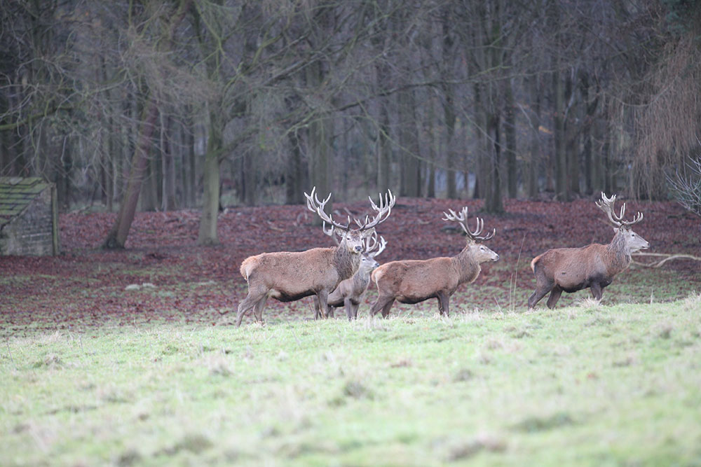 Stag Harewood House