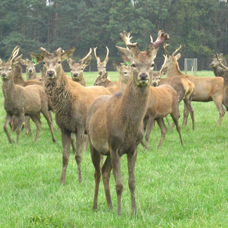 Can the UK venison market keep up with the growing demand?